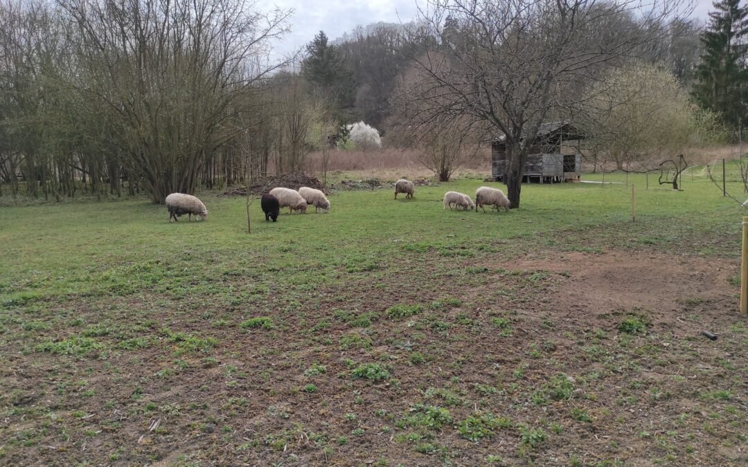 Accident de parcours