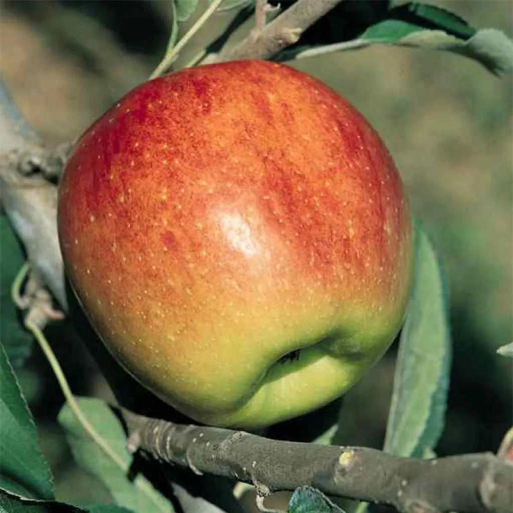 Pommier-Fuji-78269-1